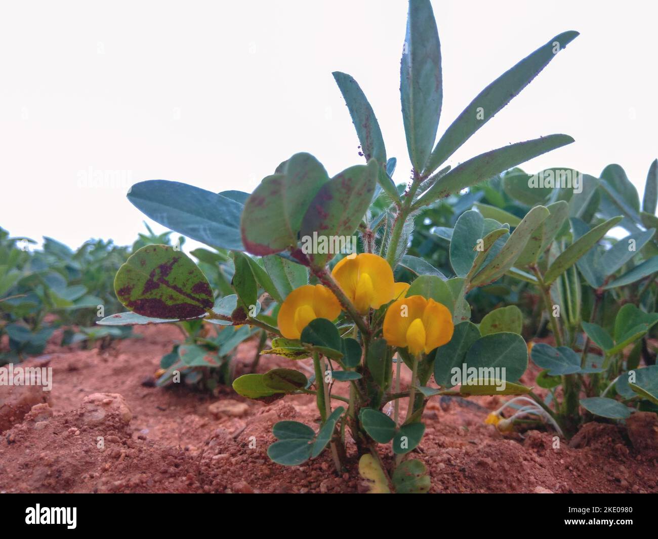 A close-up shot from a low angle capturing flowering peanut plants on a plantation. Stock Photo