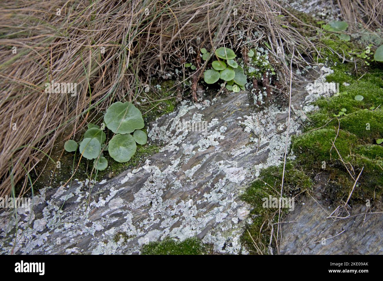 Small clumps of pennywort Umbilicus rupestris with adjacent lichens and mosses on exposed coastal rock face Ilfracombe Stock Photo