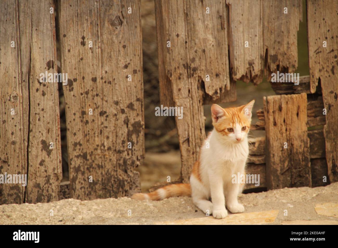 A cute ginger kitten sitting on the background of an old wooden fence ...
