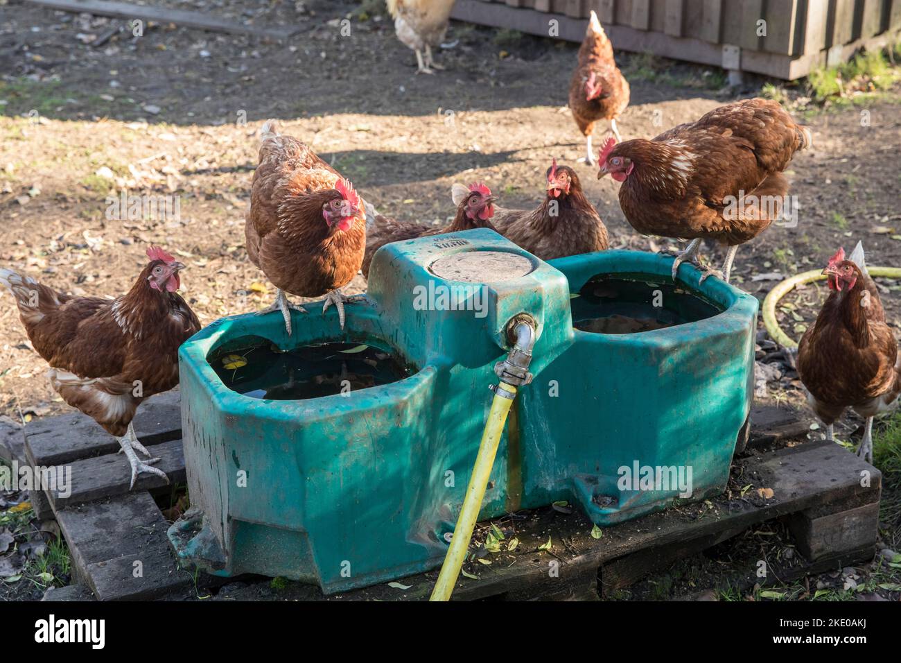 chickens at a drinking trough on a pasture near Schermbeck on the Lower Rhine, North Rhine-Westphalia, Germany. Huehner an einer Traenke auf einer Wei Stock Photo