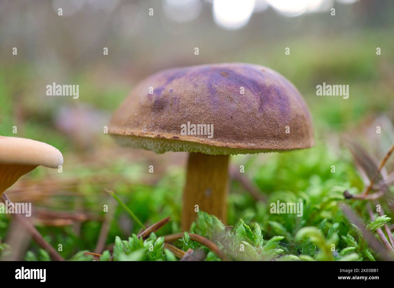 Chestnut, brown cap. Mushroom on the forest floor with moss and pine needles. Edible mushroom