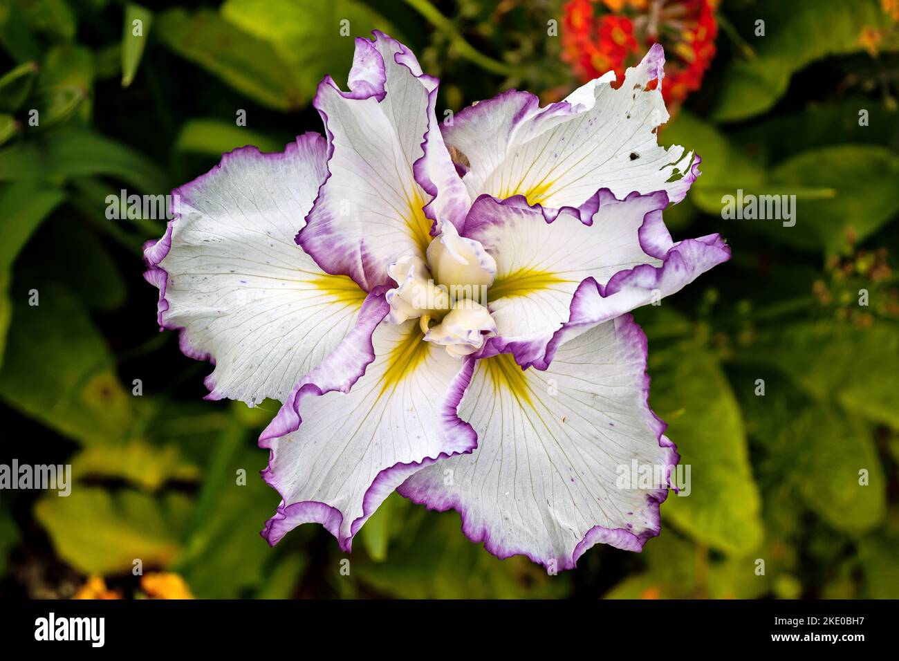 Japanese Water Iris (Iris) flower head with crinkly edges to the petals. Stock Photo