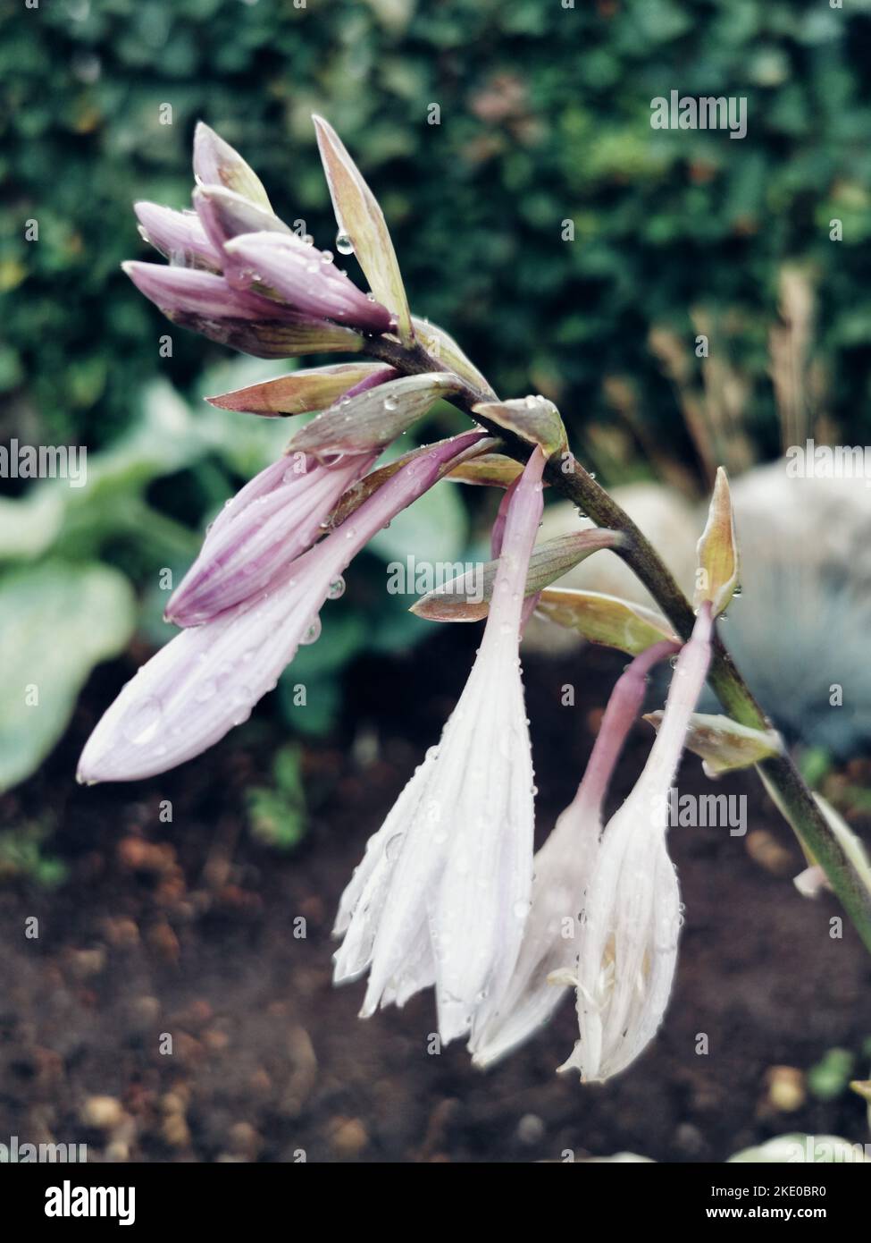 A vertical closeup of raindrops on purplish-white blue plantain lily flower - beautiful floral wallpaper Stock Photo