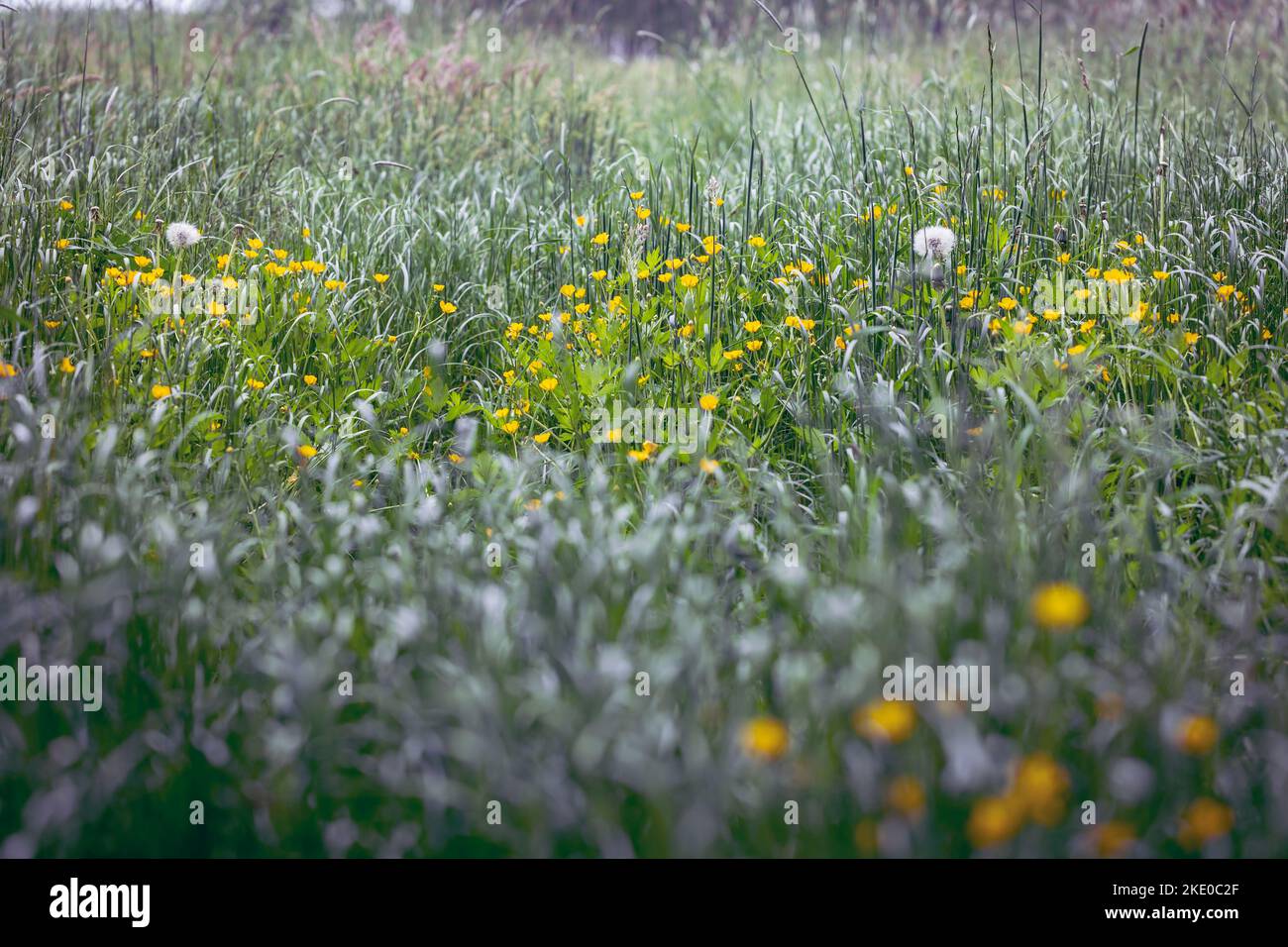 Meadow in Wegrow County, Mazowsze region of Poland Stock Photo