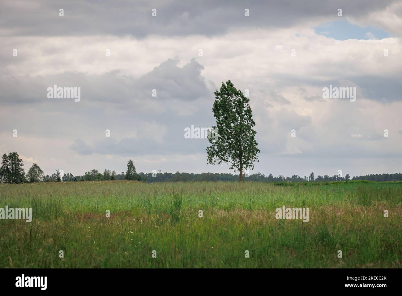 Single tree on a meadow in Wegrow County, Poland Stock Photo