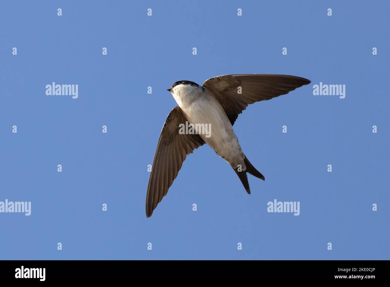Northern House Martin Stock Photo Alamy