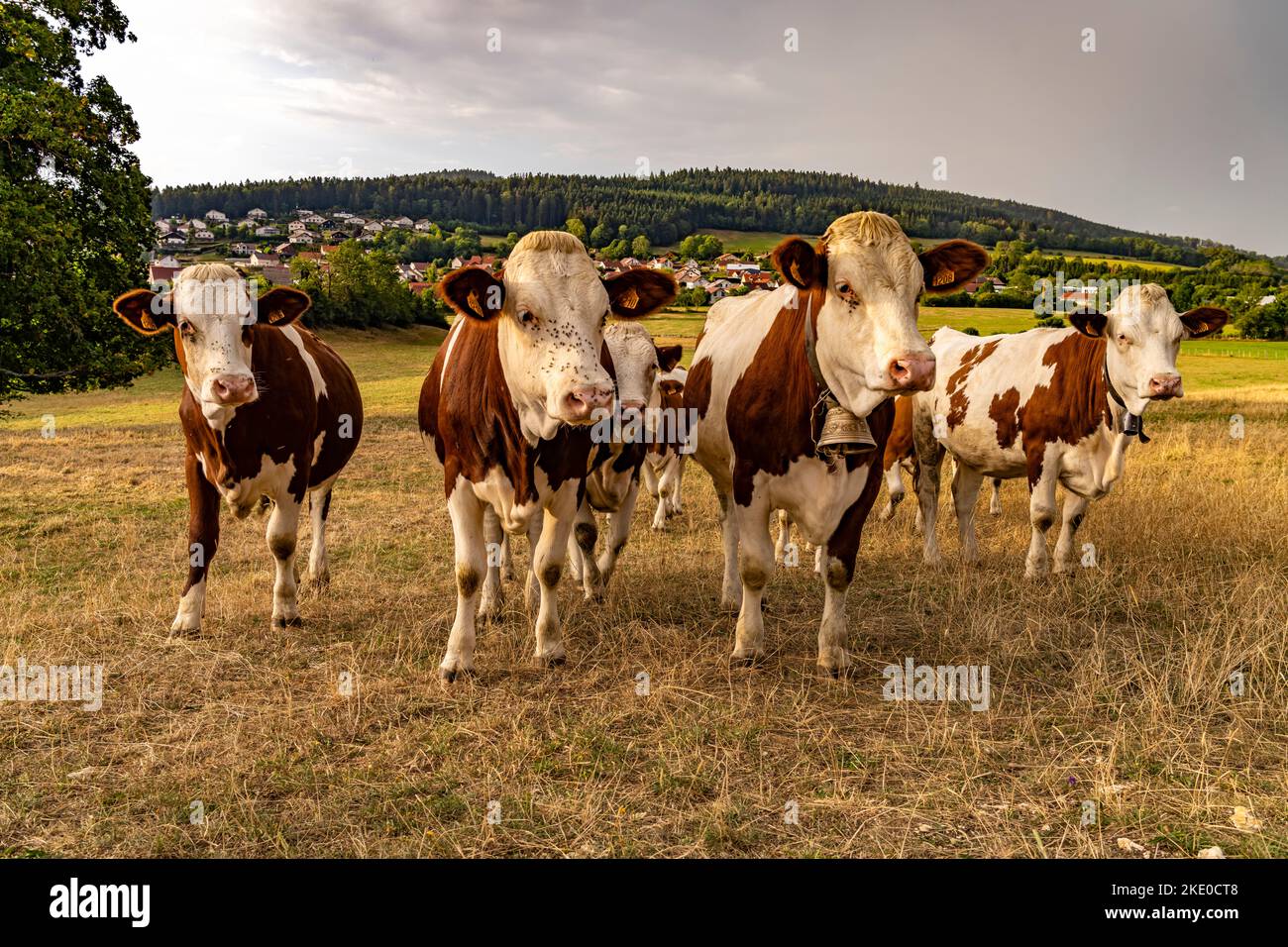 Montbéliard Rinder auf dem Land bei Le Moulin, Trévillers, Bourgogne-Franche-Comté, Frankreich, Europa |  Montbéliard cattle in the countryside near L Stock Photo