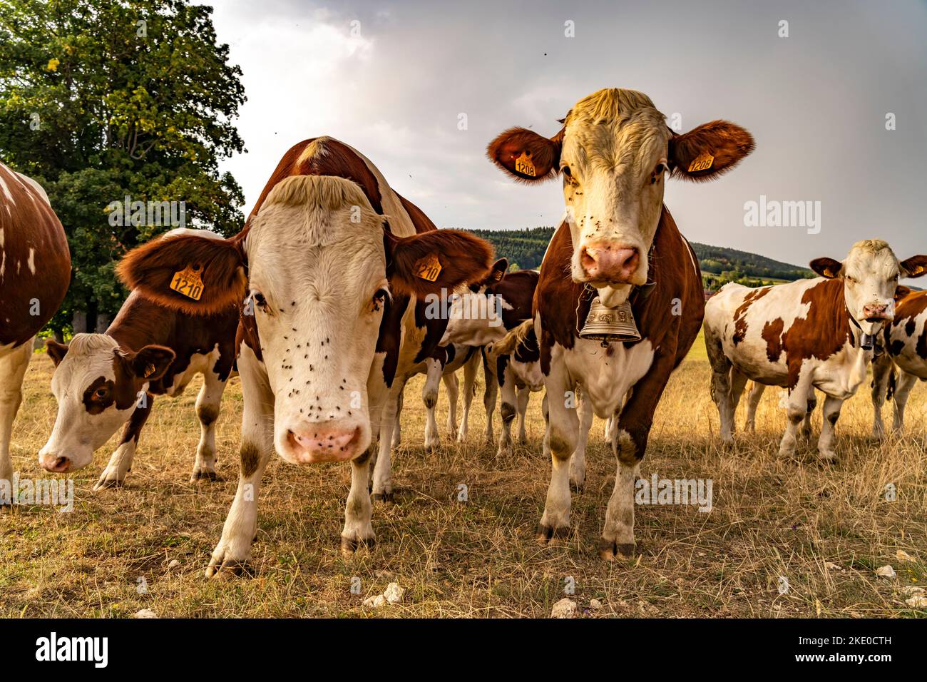 Montbéliard Rinder auf dem Land bei Le Moulin, Trévillers, Bourgogne-Franche-Comté, Frankreich, Europa |  Montbéliard cattle in the countryside near L Stock Photo