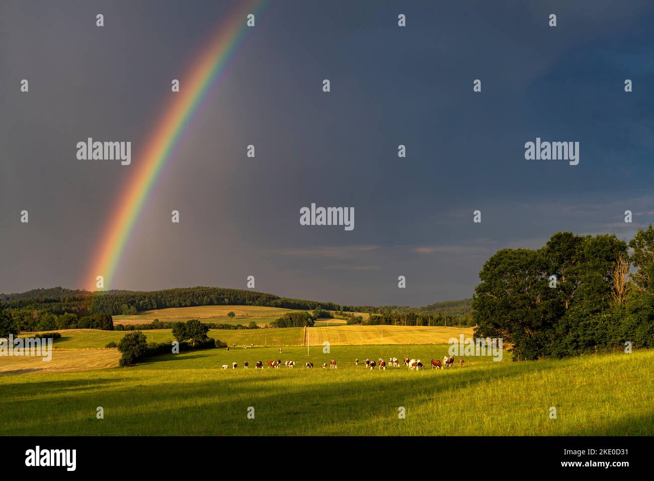 Regenbogen über einer Weide mit Rindern bei Le Moulin, Trévillers, Bourgogne-Franche-Comté, Frankreich, Europa | Rainbow over a cow pasture inear Le M Stock Photo