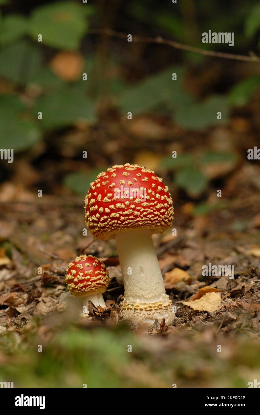 Fly agaric (Amanita mascaria), a poisonous mushroom of acid soils, especially associated with birch woodlands. Stock Photo