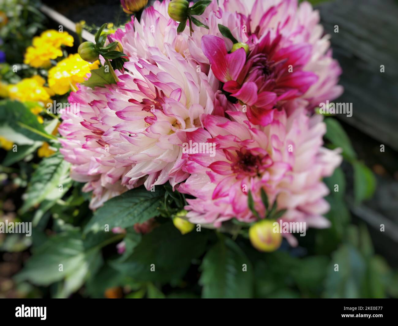 Closeup shot pink dahlias hi-res stock photography and images - Alamy
