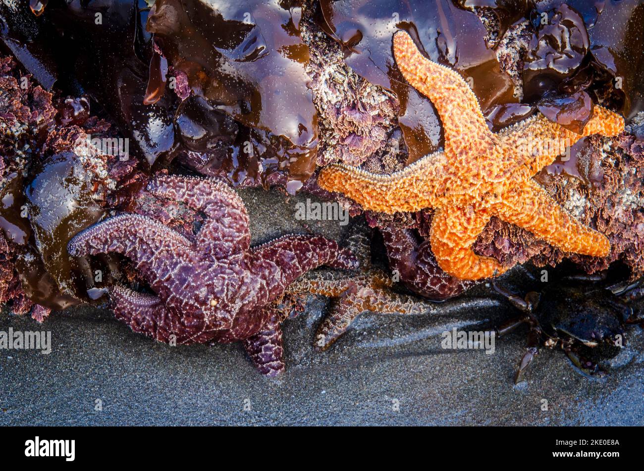 Starfish abound in tidal pools along the Southern Oregon Coastline Stock Photo