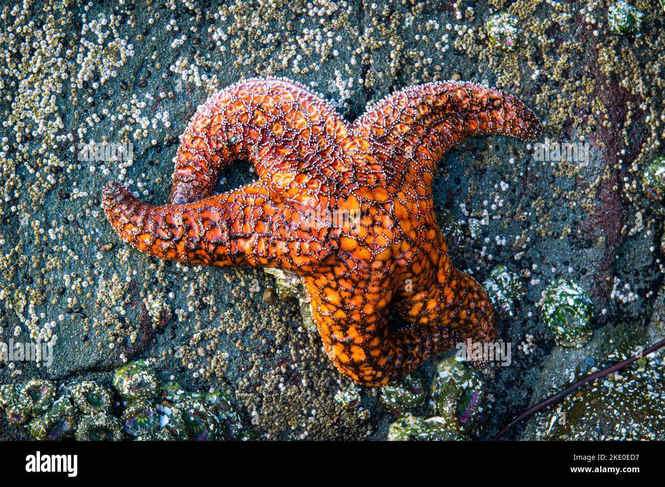 Starfish abound in tidal pools along the Southern Oregon Coastline