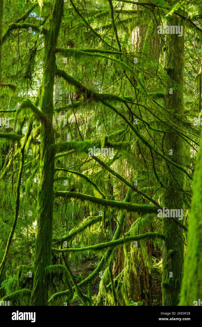 Filtered Light Streams through a Forest in Southern Oregon Stock Photo