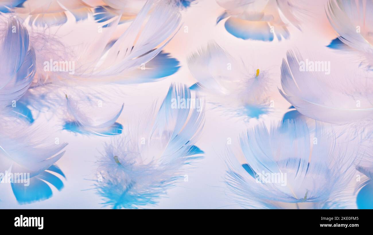 White feathers in colored light with shadows on a white background Stock Photo