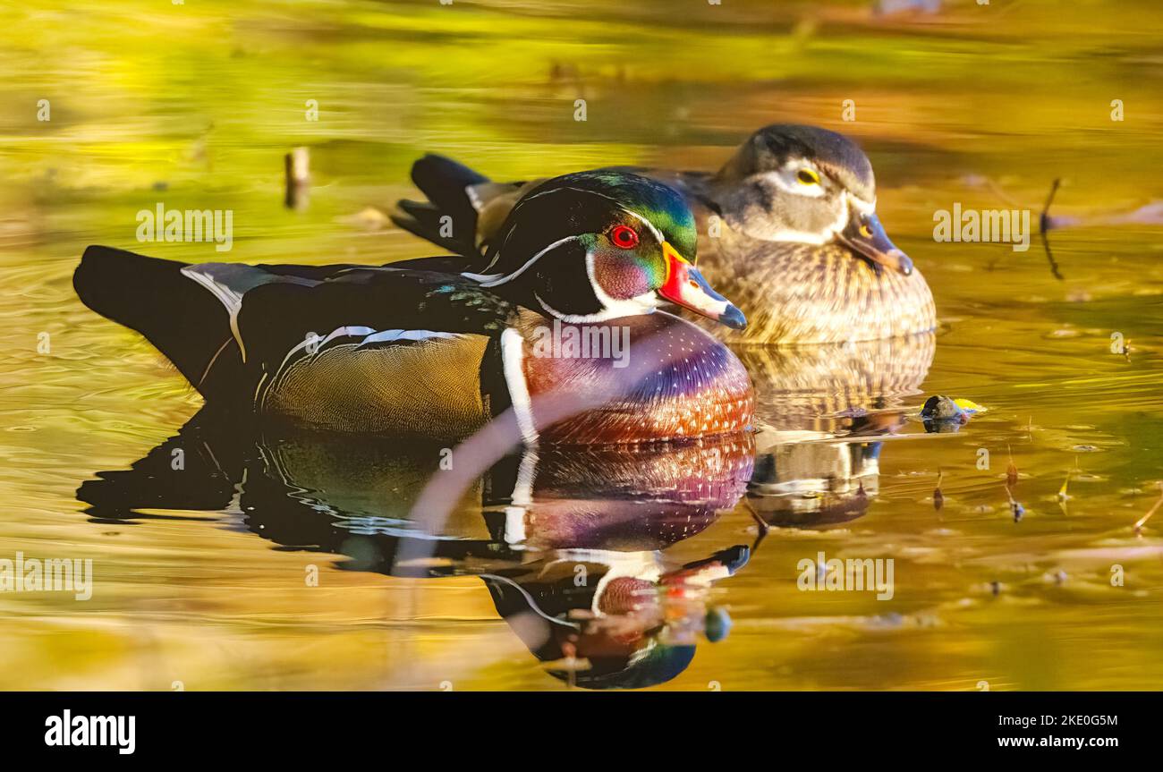 Wood ducks male and female in breeding plumage on water at sunset. Selective focus on the male bird, Stock Photo