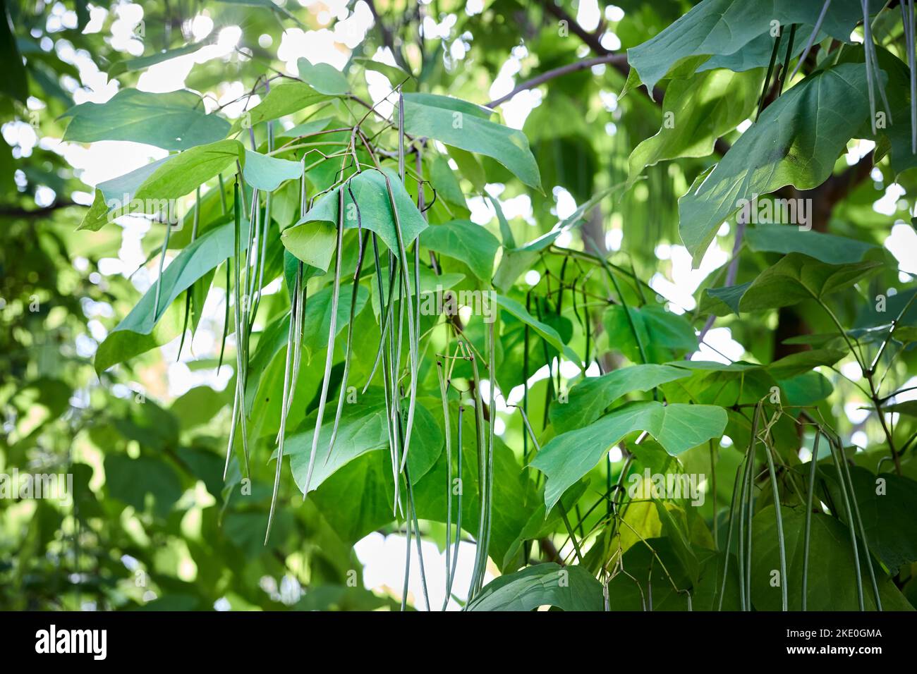 Catalpa bignonioides or southern catalpa, cigar tree, and Indianbean