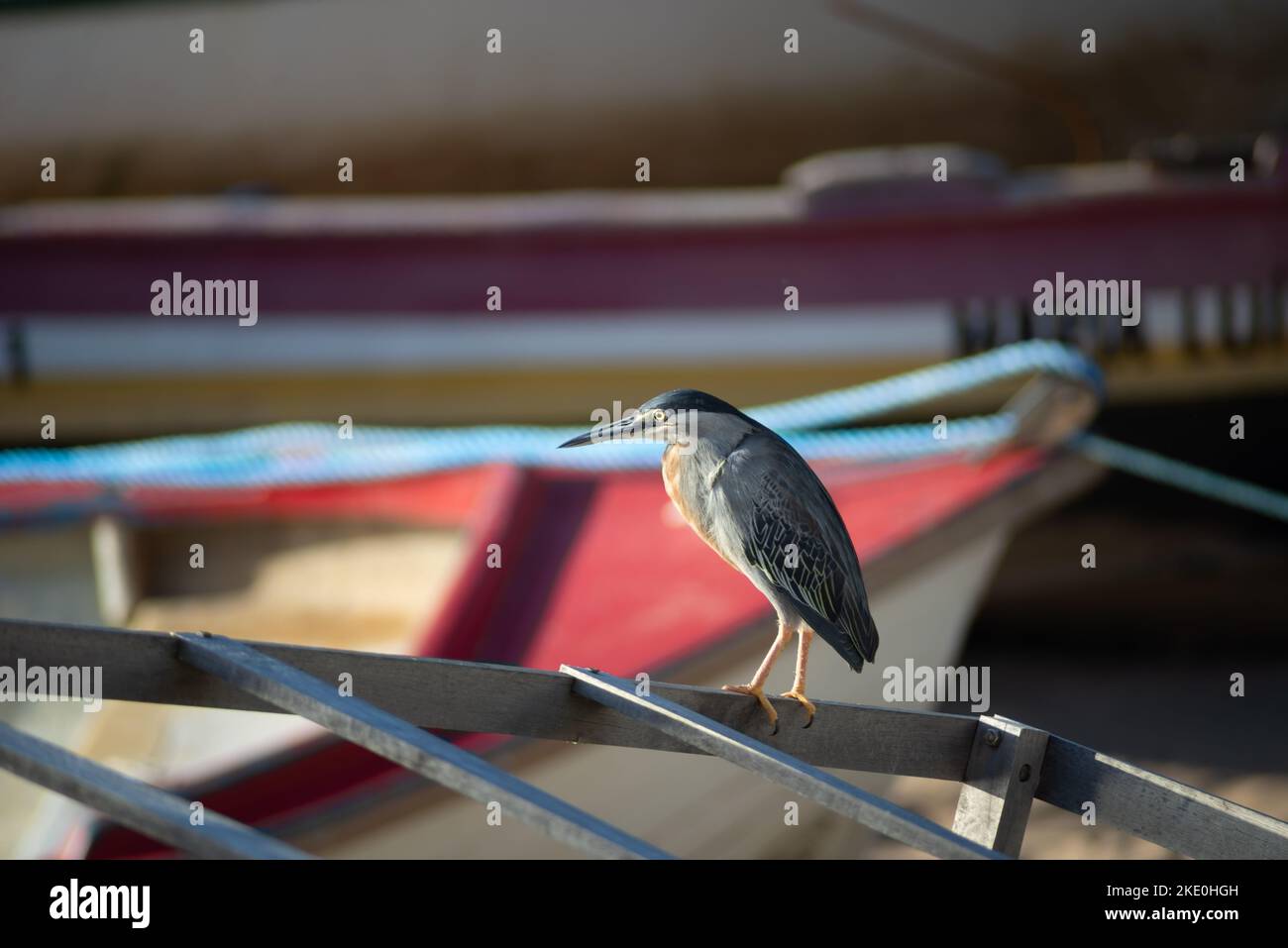 Salvador, Bahia, Brazil - November 01, 2021: SocÃ³ bird standing on the fishing boat waiting for food. Salvador, Bahia, Brazil. Stock Photo