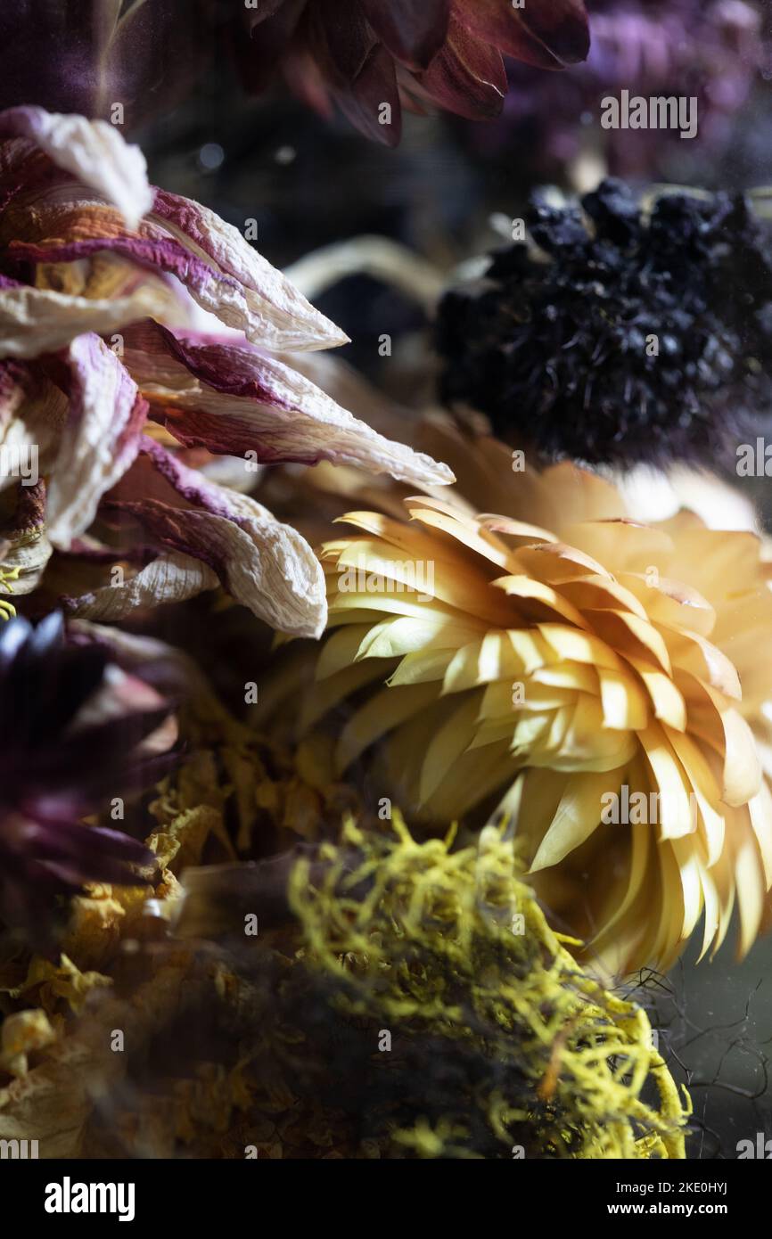Dried flowers hi-res stock photography and images - Alamy