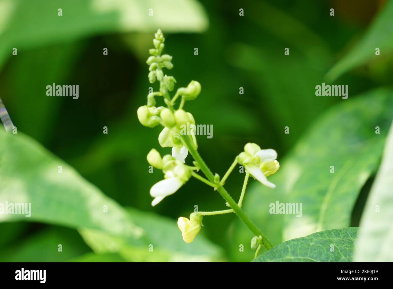 Lablab purpureus (Also called kacang kara, kacang biduk, kacang bado, kacang komak) on the tree Stock Photo