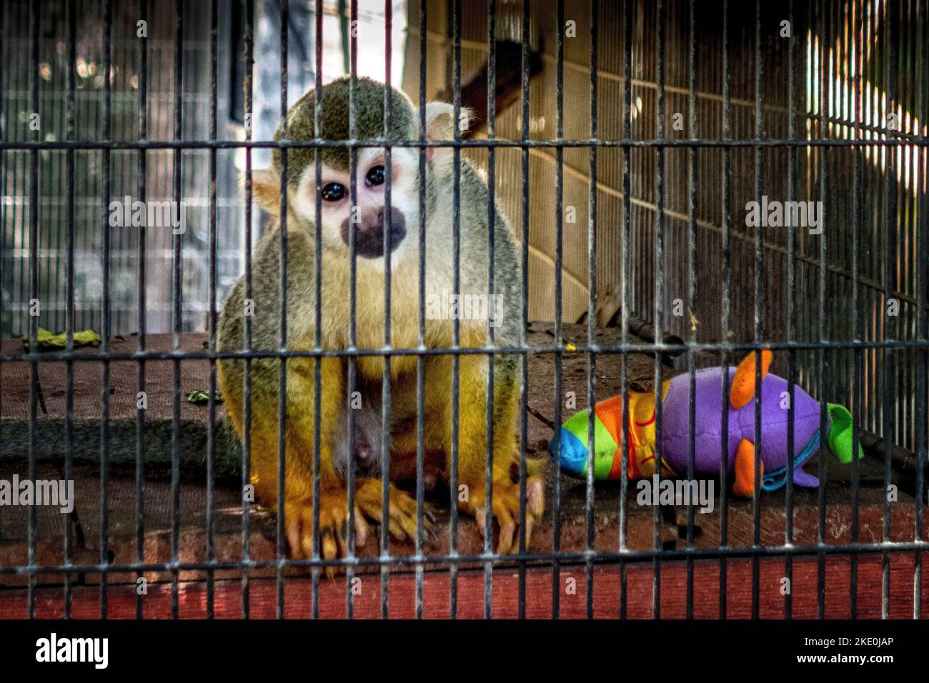 Sad Squirrel Monkey, Salmiri, behind bars in a cage after being rescued. Stock Photo