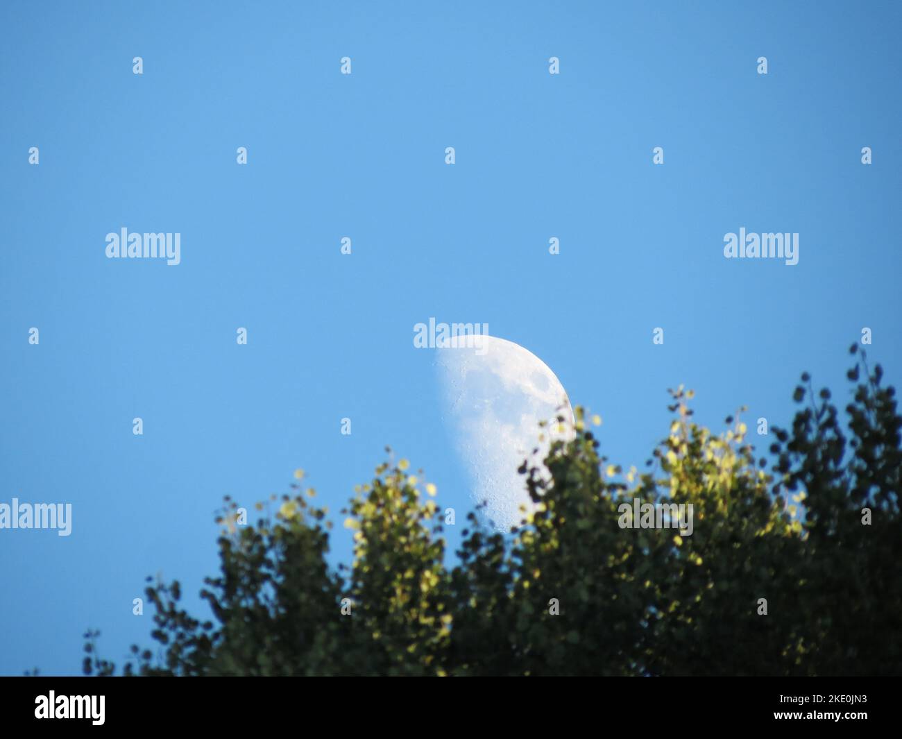 The green trees and moon against a blue sky Stock Photo - Alamy