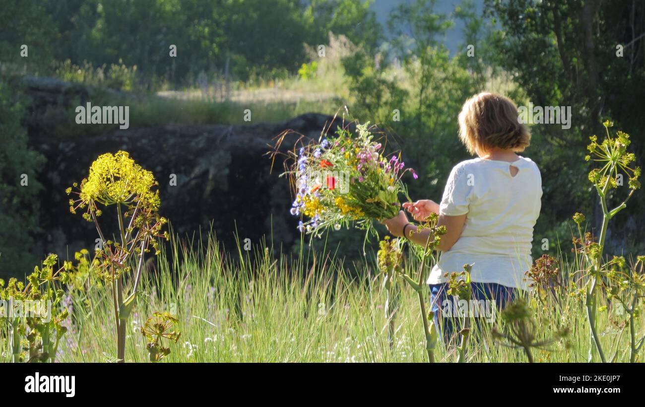 A female picking wild flowers in a field Stock Photo Alamy
