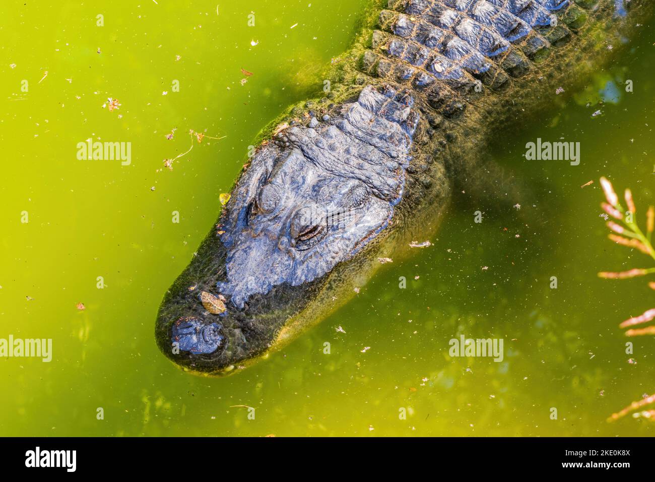 Oklahoma city zoo lake hires stock photography and images Alamy