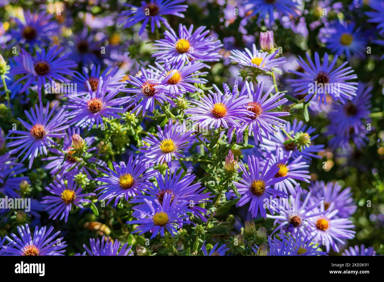 Close up shot of many European Michaelmas-daisy blossom at Oklahoma Stock Photo