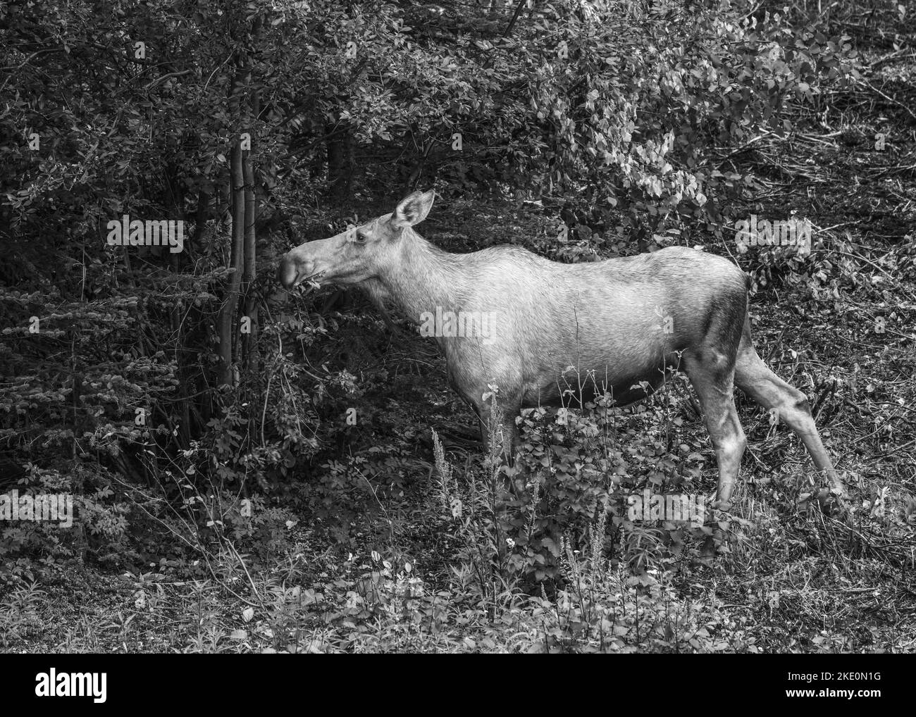A grayscale of a single Alaska moose standing against the dense trees