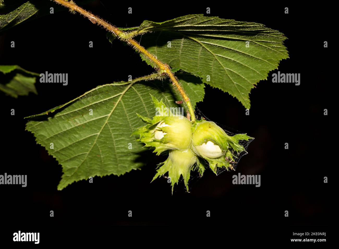 Hazel growing in the forest with young nuts closeup on a dark