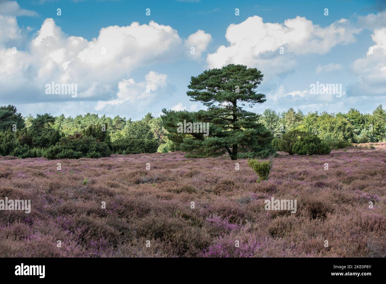 Landscape with purple blooming heathland with solitary Scots pine, Pinus sylvestris, on the Drouwenerzand in the Dutch province of Drenthe Stock Photo