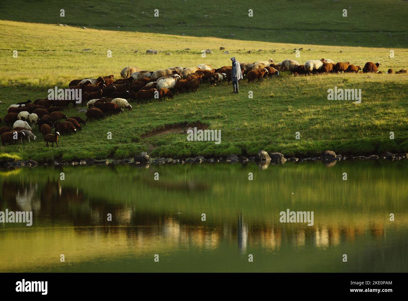 A female shepherd flocking her sheep in the field Stock Photo