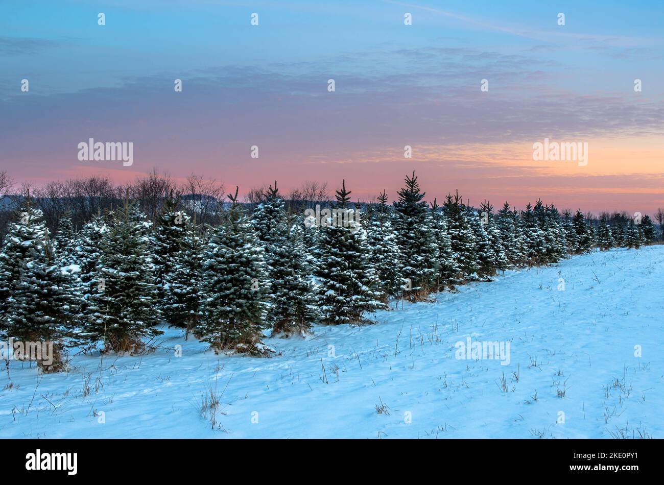 A farm of Christmas trees covered with snow under the colorful sky at ...