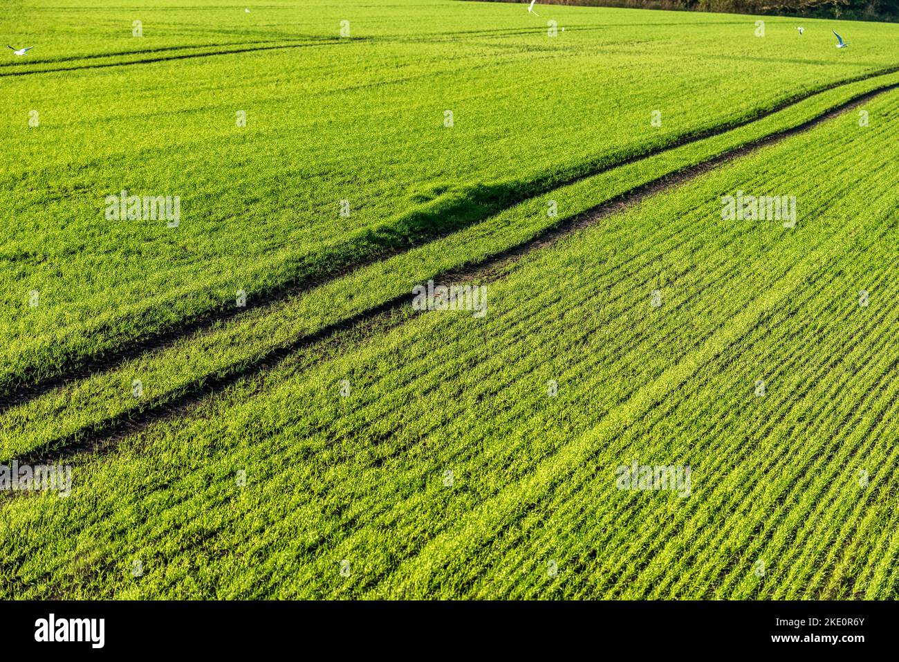 New planted wheatfield growing winter wheat with tractor wheel tracks through the green... Stock Photo