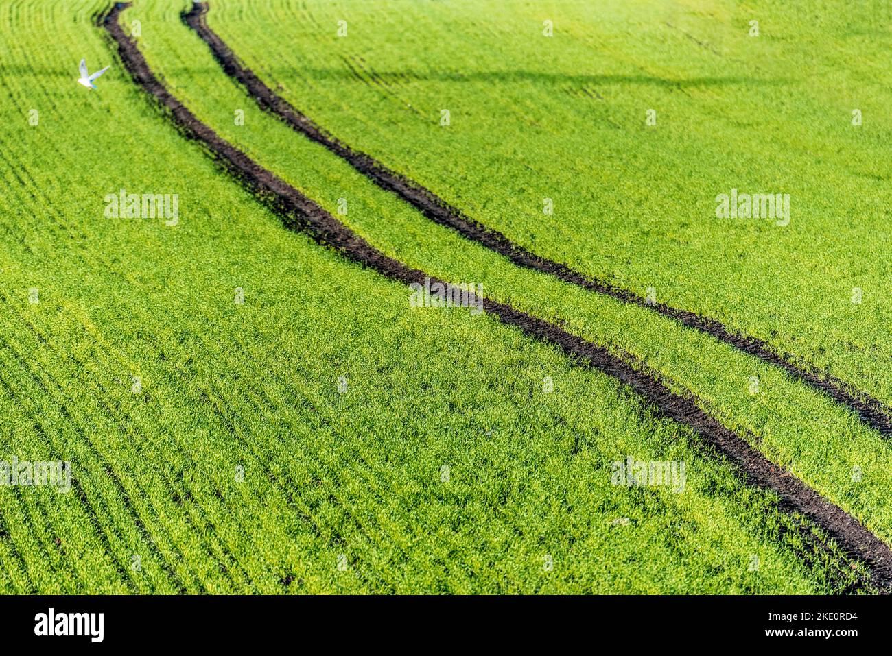New planted wheatfield growing winter wheat with tractor wheel tracks