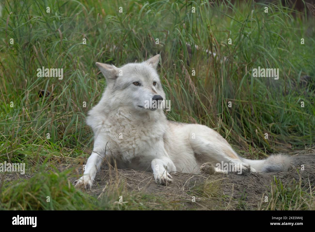 A white wolf laying on a grass Stock Photo