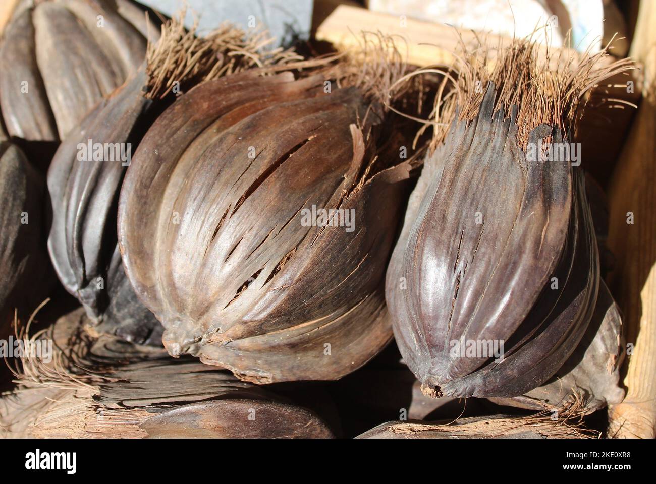 fruit from the nipa palm Stock Photo Alamy