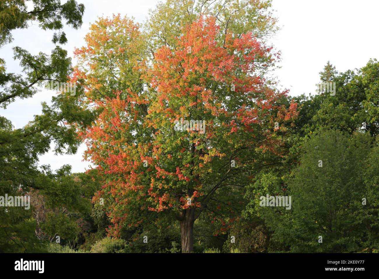View of a large garden tree Acer saccharinum with autumn coloured