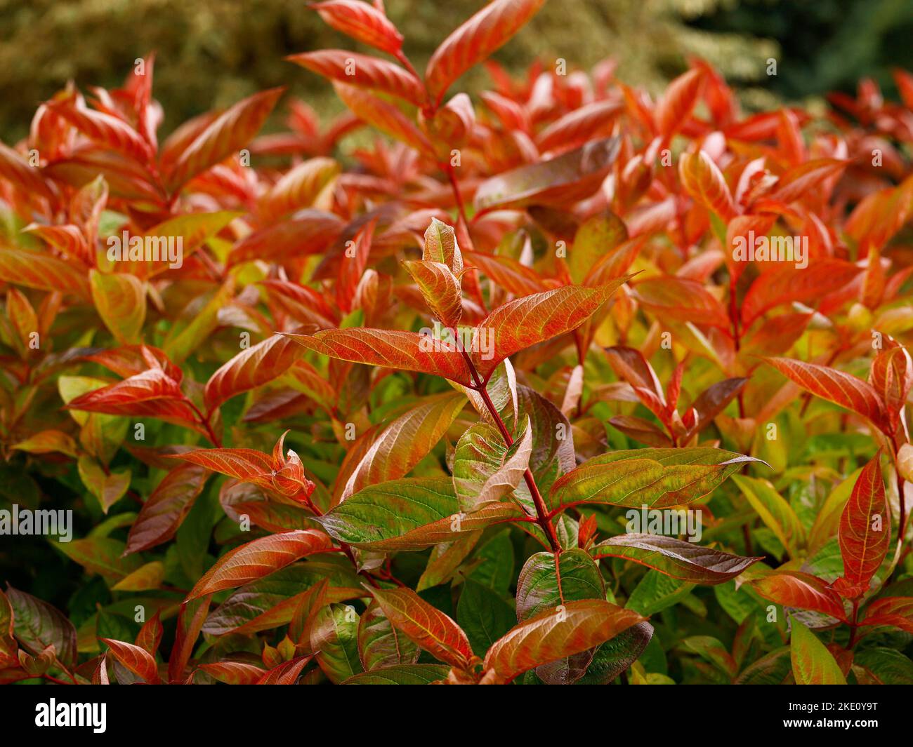 Close up of the fiery red leaves of the deciduous garden shrub Weigela florida Wings of Fire. Stock Photo