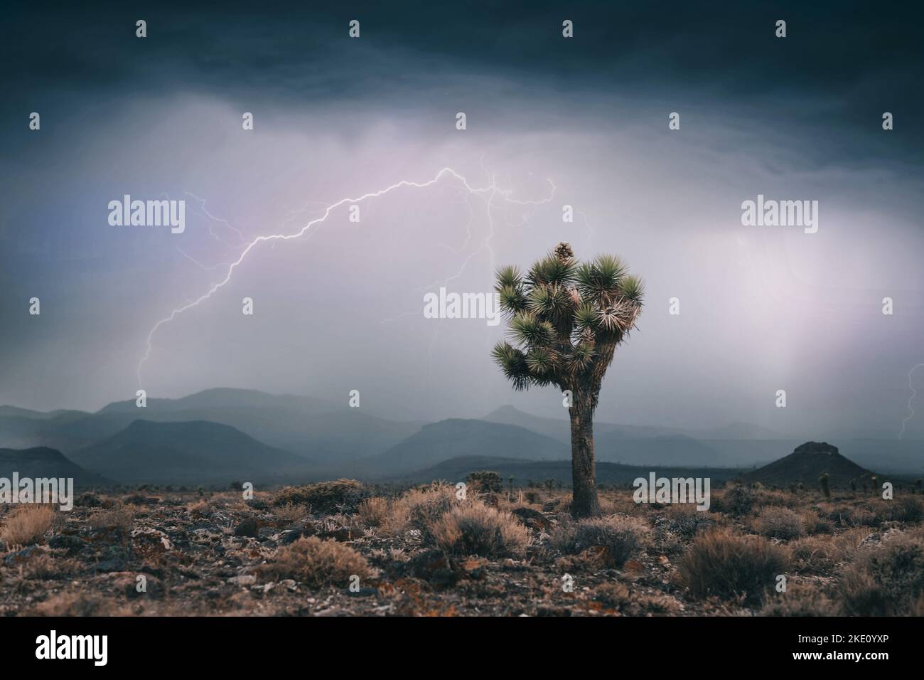 The Joshua tree growing in a deserted land before the thunderstorm