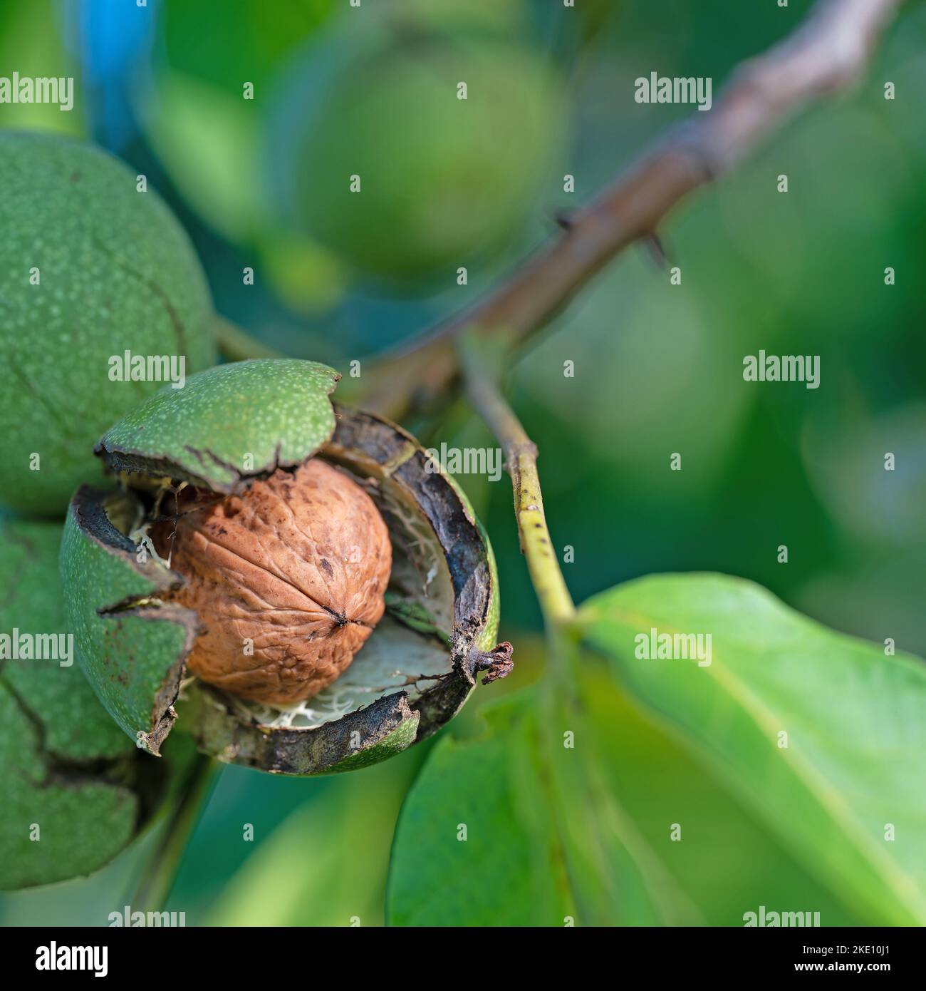 Walnuts on the tree in a closeup Stock Photo