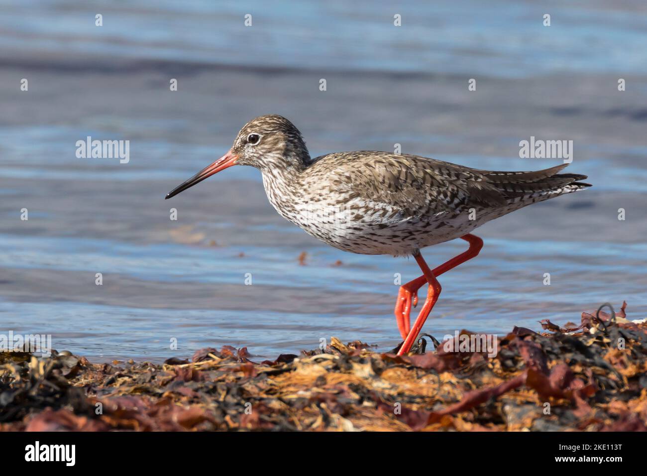 Rotschenkel Tringa Totanus Redshank Common Redshank Le Chevalier 