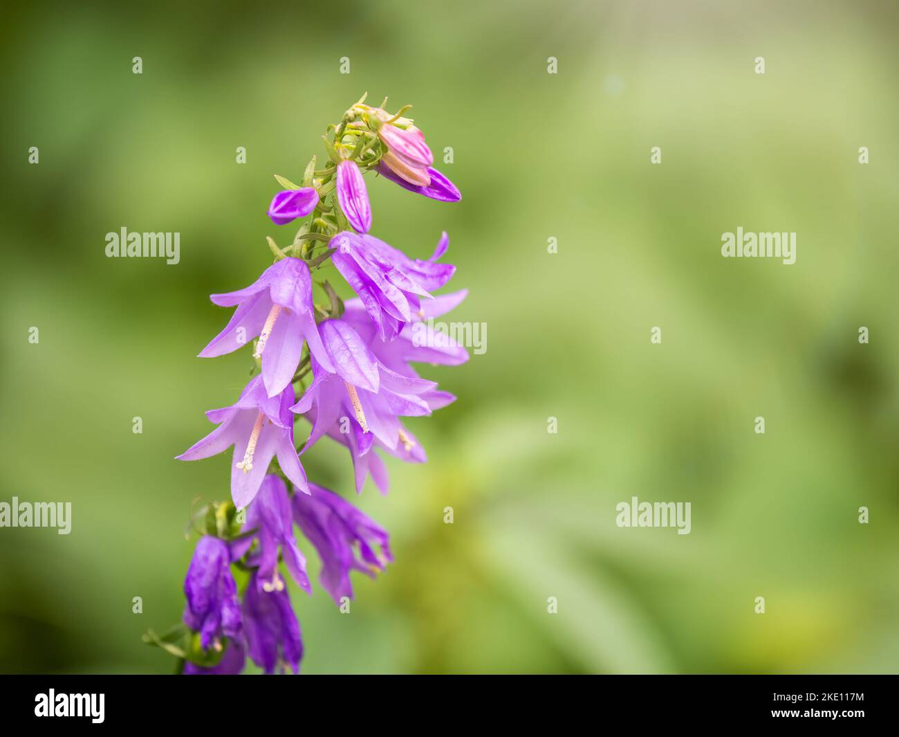 Campanula rapunculoides, creeping bellflower, or rampion bellflower, is a perennial herbaceous plant of the genus Campanula, belonging to the family C Stock Photo