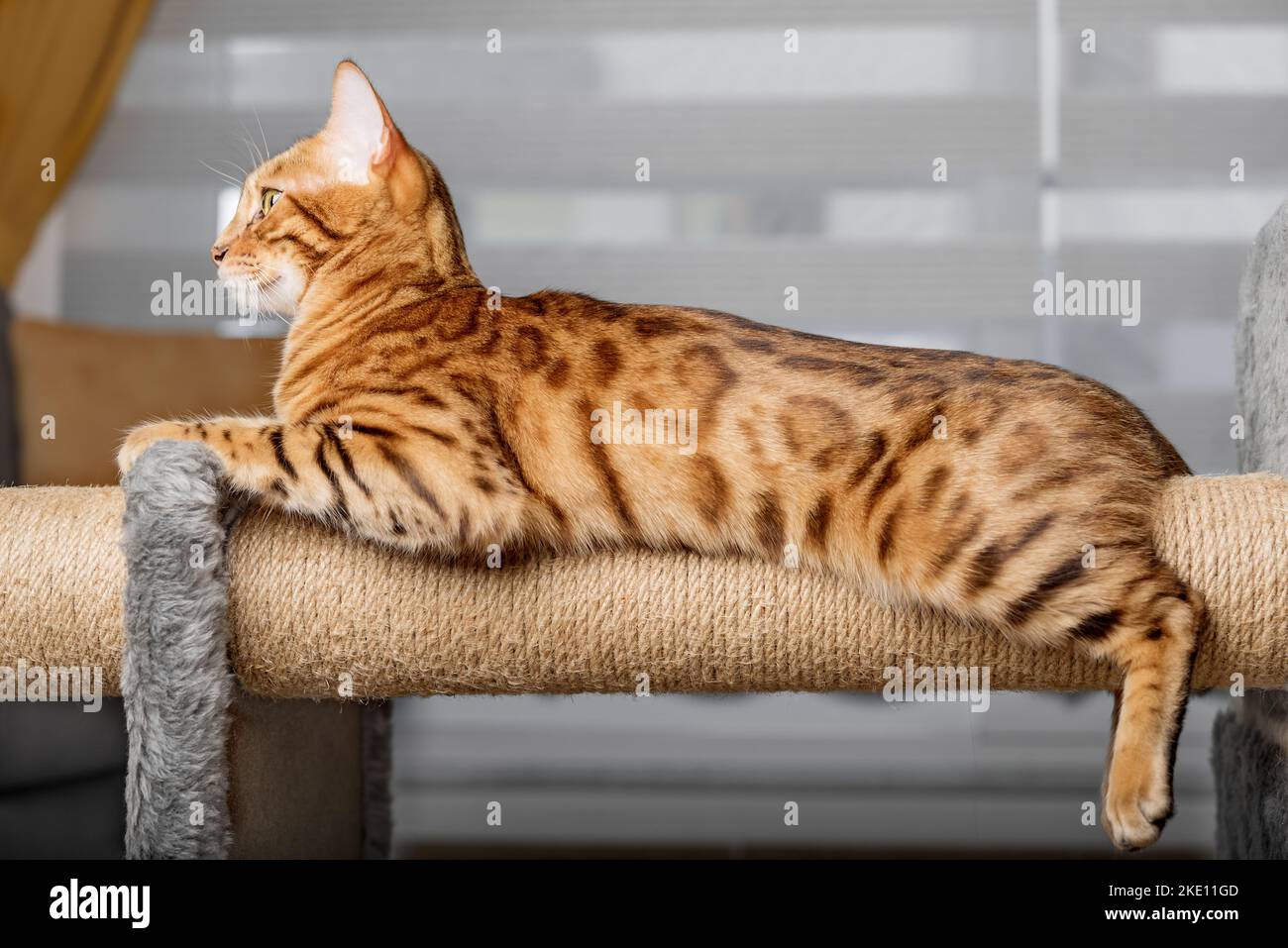 Bengal cat on a scratching post, in the background of the living room