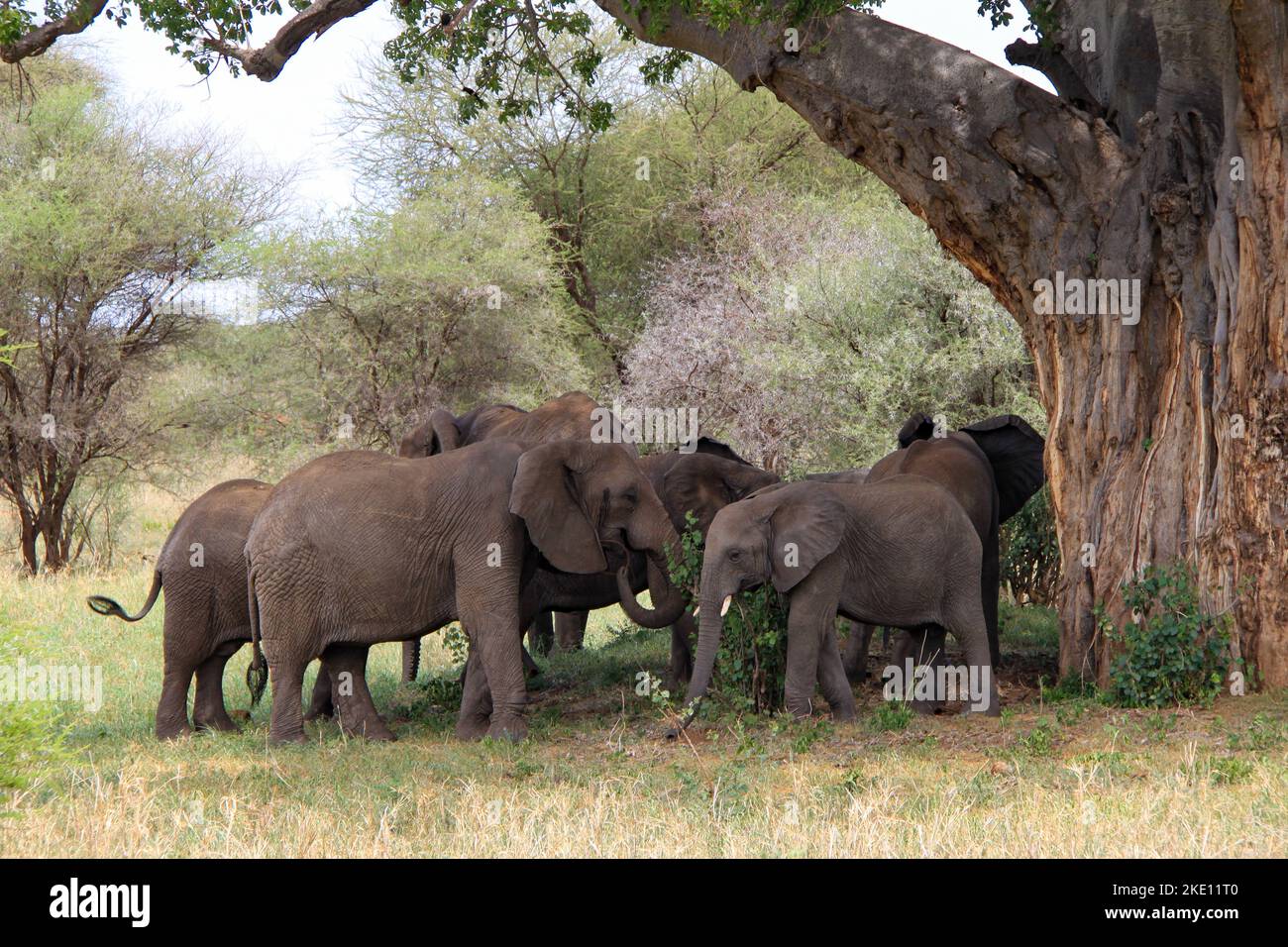 Herd of elephants close together under a tree in the shade in Tarangire National Park in Africa. Stock Photo