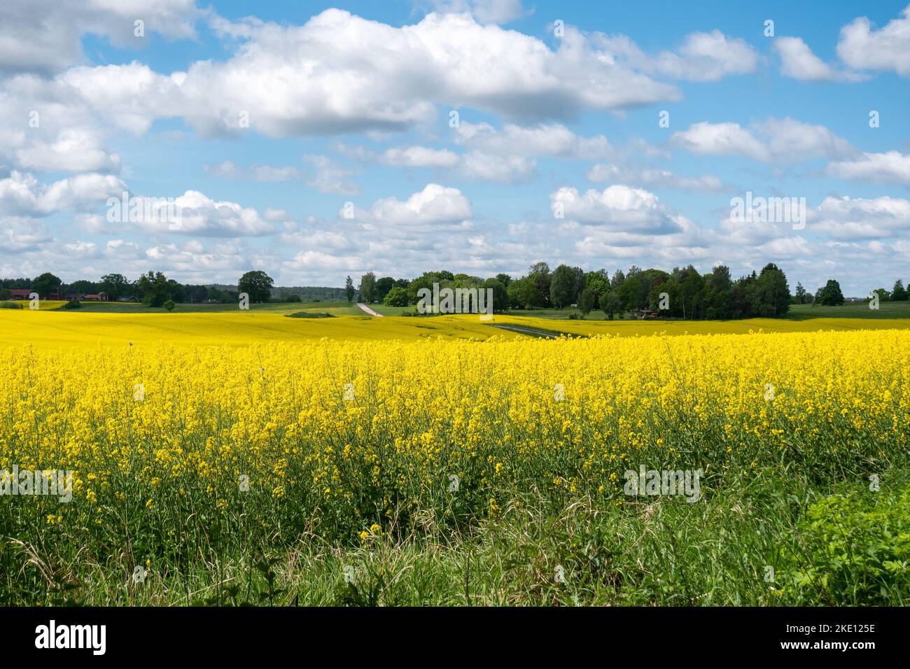 A scenic rapeseed field under a fluffy clouds on a sunny day Stock ...