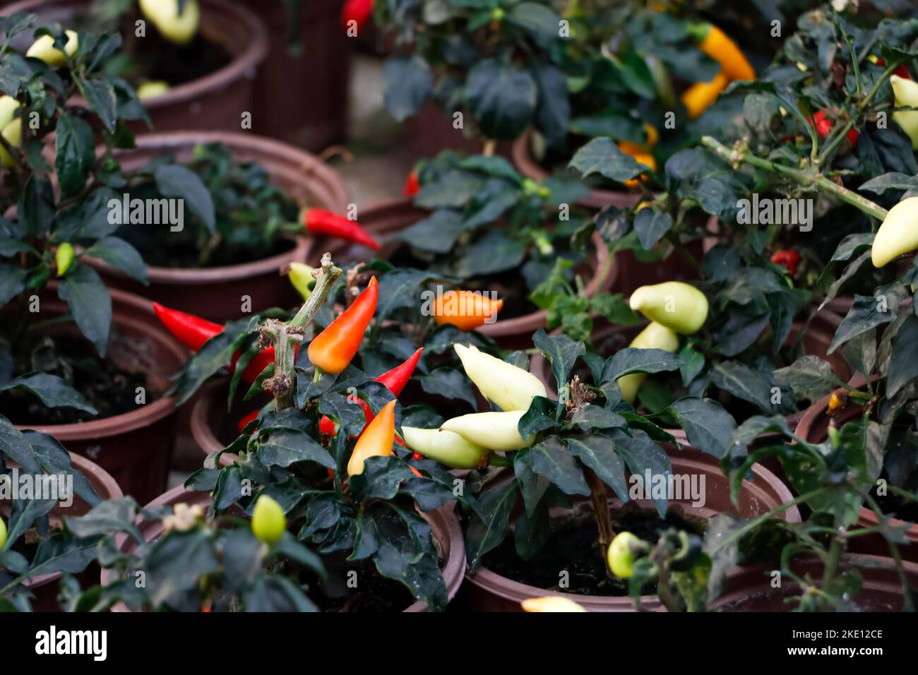 Closeup Image Of Spicy Kanthari Chili Garden Stock Photo Alamy