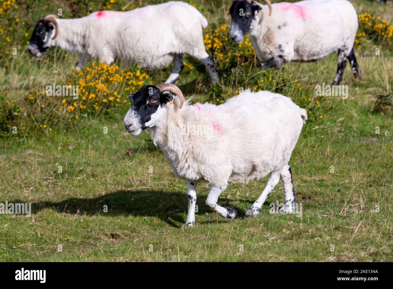 A flock of sheep grazing in a grassy meadow Stock Photo - Alamy