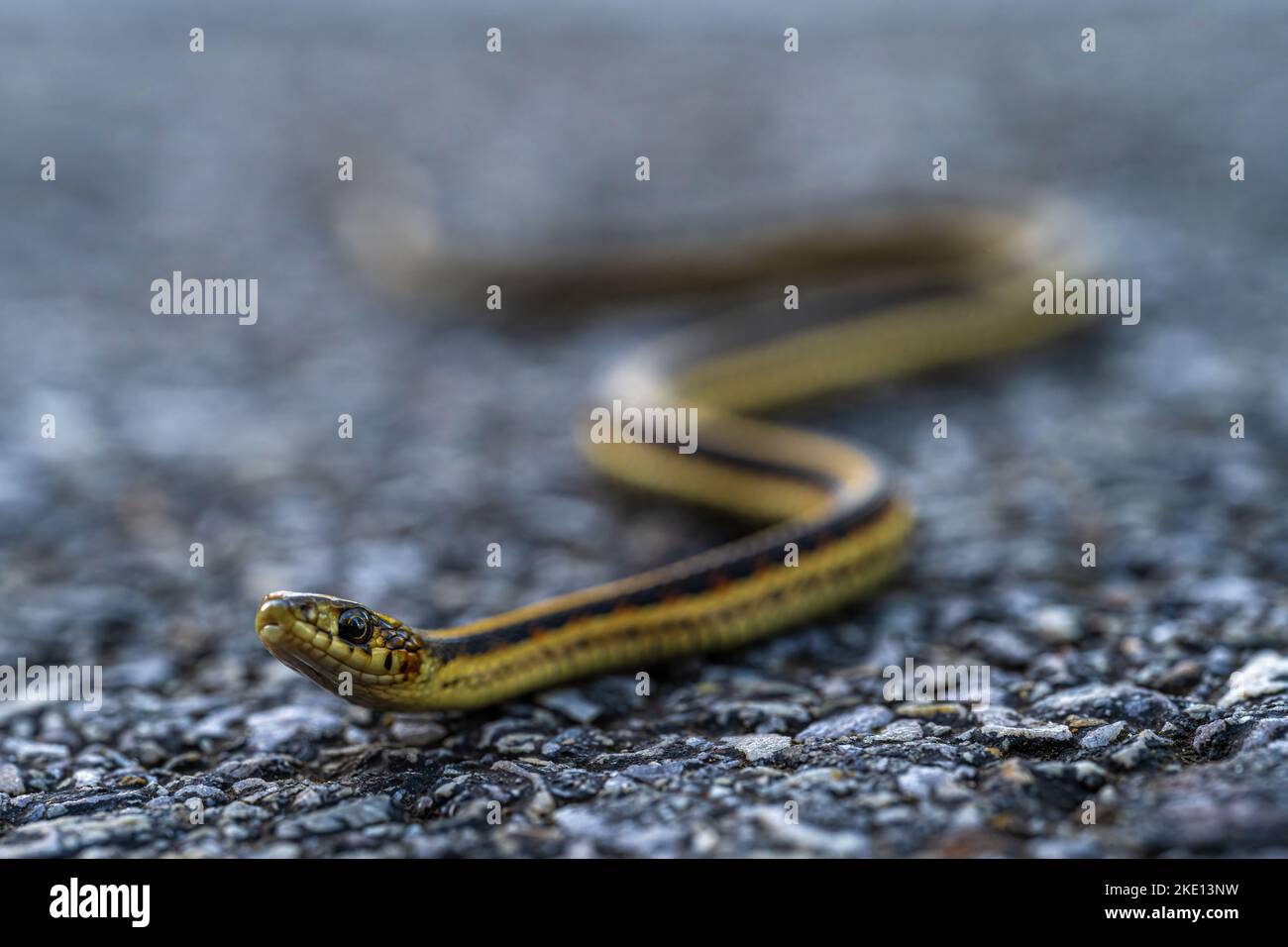 Valley Garter Snake (Thamnophis Sirtalis Fitchi Stock Photo - Alamy